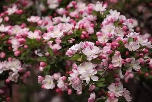 新手|新手养护花卉,就养沾水就爆盆的花卉,枝繁叶茂,花期还很长!