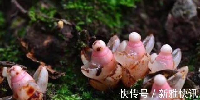 草本|若遇此种珍贵植物,请别移植,能见到已是运气