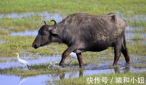 生肖兔|11月19号开始，鸿运加身，浴火重生，机遇天降，事业兴旺的生肖