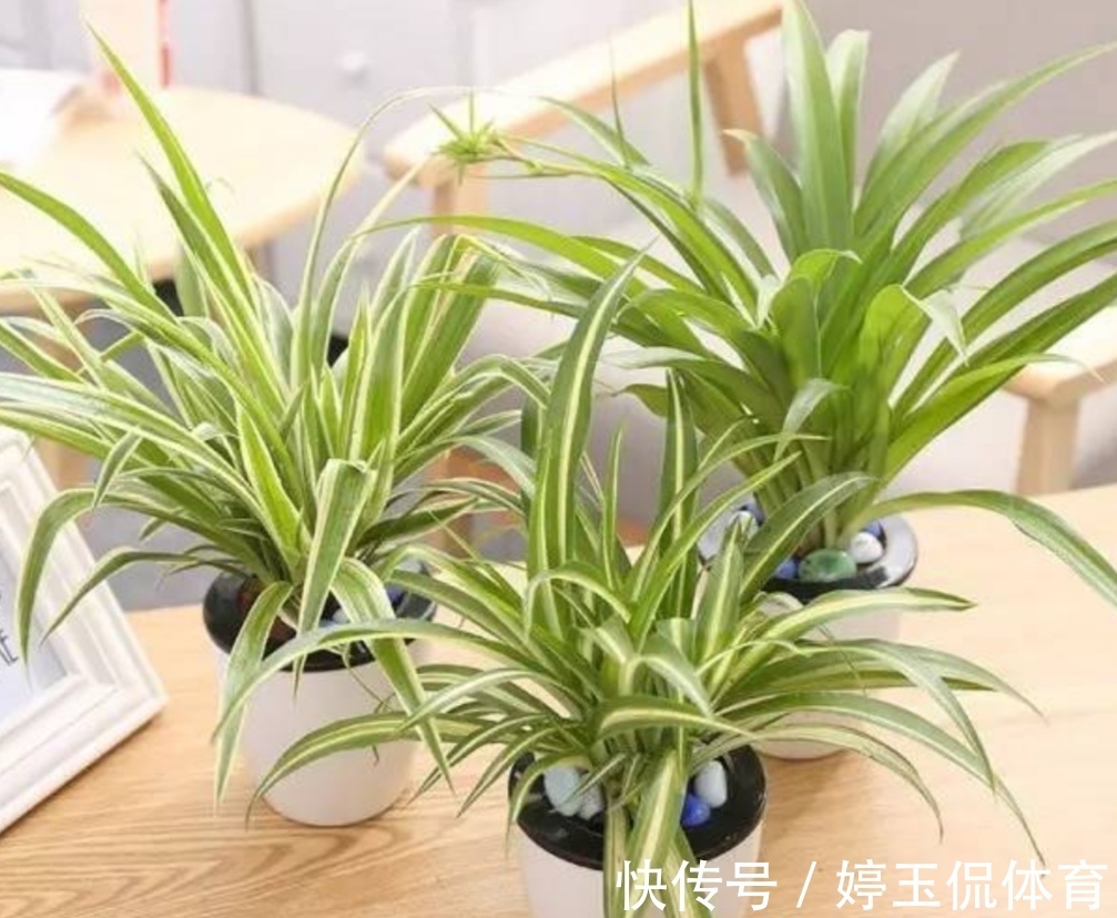 有害气体|6种漂亮的植物,适合在卧室养,能缓解疲劳,改善睡眠