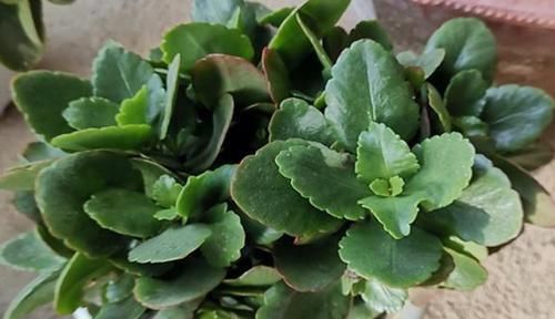 天竺葵|夏天养这四种花的时候要注意,花也需要休眠,不然容易出现问题