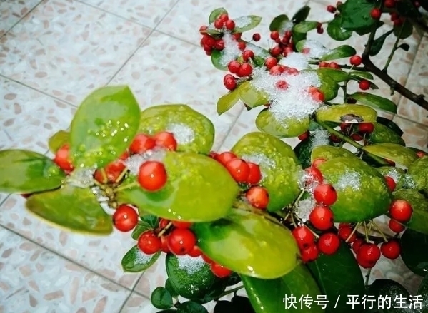 土里掺了这活物,养花20年不烂根,叶子绿又亮!