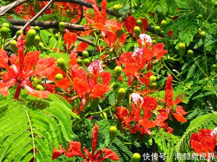 栖息|此花就像是停留在树梢上栖息的凤凰一样,红色的花朵就像是火焰