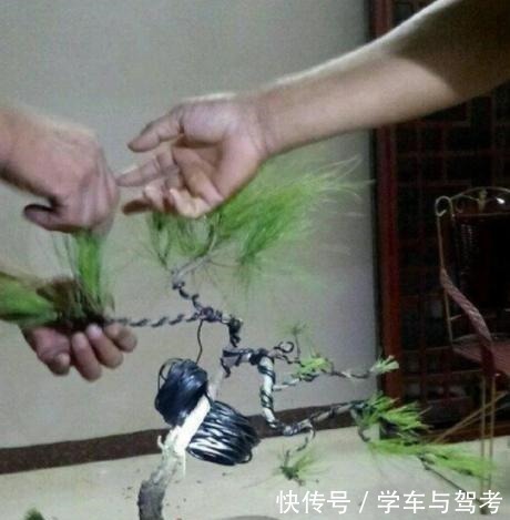 老桩|玩盆景,蟠扎应该怎么做才能造型快速获得原来还有如此3个技巧!