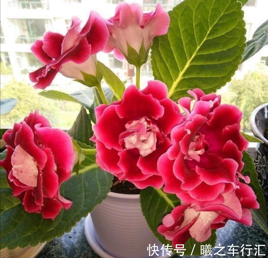 天气越来越热，6种花很怕晒太阳，赶紧给它们遮阴