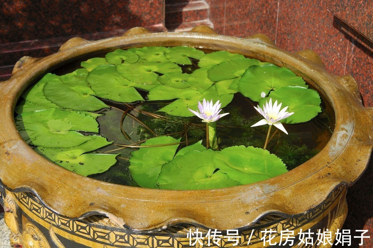 三角梅|这6种花适合小盆养，用小盆，少管它，反而越长越旺，花开爆盆