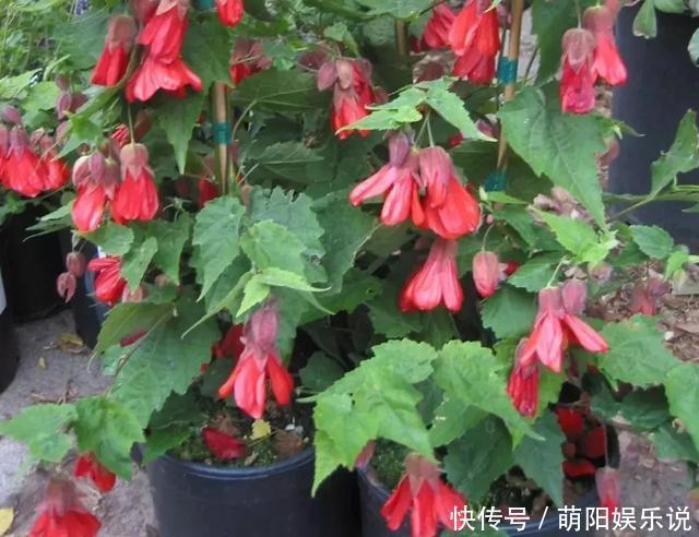 客厅摆放这5款花草，打理省心，连假花、空气净化器都省了