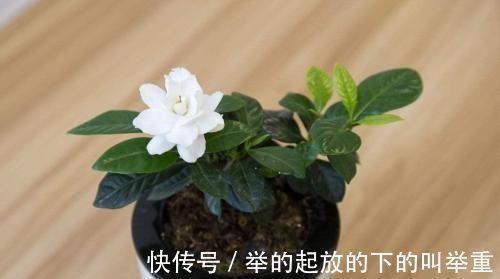 花卉|大爷种栀子花，从不施肥，一些“垃圾”全扔盆里，最后花开十几朵