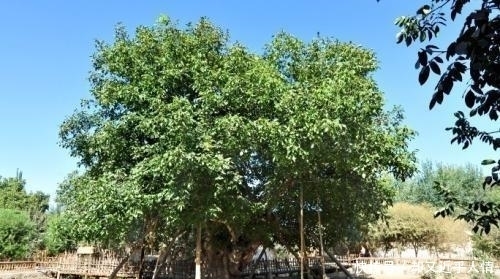 核桃|当年的“万岁爷”用81年凑齐的“核桃”!到底是个什么?