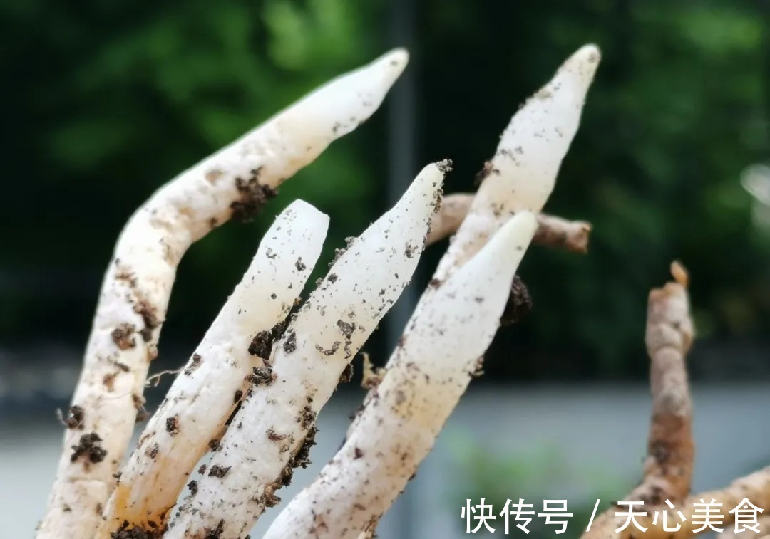 植料|春兰、蕙兰这样种植,4年不翻盆,也从没发现烂根