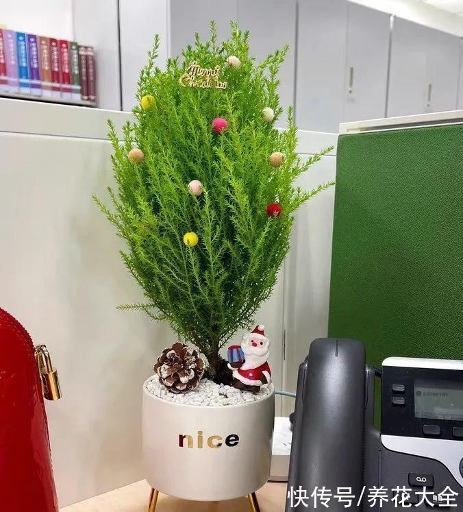 家里养一盆小香松,芬芳满室,满屋子都是高级香水味