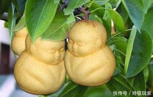 立秋后,常食水果对身体好,保护肠胃,强身健体,不妨来试试!