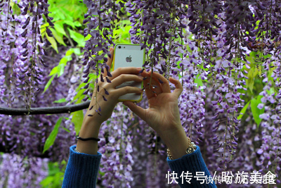 花卉|寓意“紫气东来”的5种花,养在家里“年年”都能开,太赞了