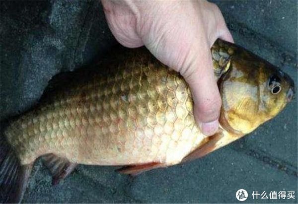 垂钓|窝里有鱼不咬钩？可能这5个地方有问题，钓鱼时不妨排查一下