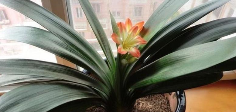 发酵|养花“法宝”松针该怎么用?单独使,加工后用,谨记这些准没错