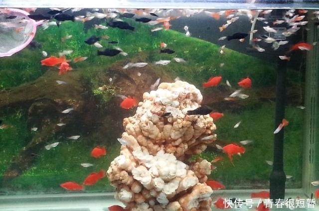 繁殖能力最强的观赏鱼,新手都能在鱼缸里繁殖的观赏鱼