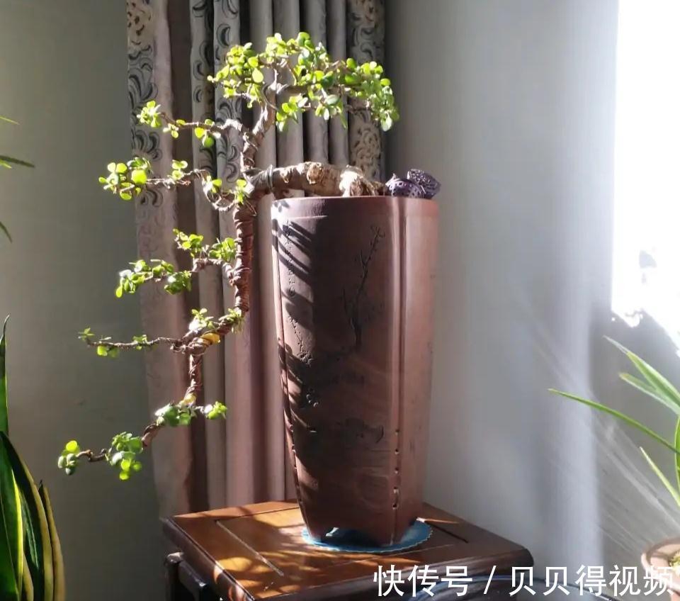 金枝玉叶的叶子总是哗哗的掉,因它这6怕,要注意避免