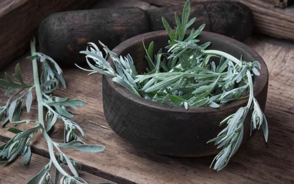 艾叶|艾叶是女人的养生草，帮助女人越活越年轻，可惜很少有人知道