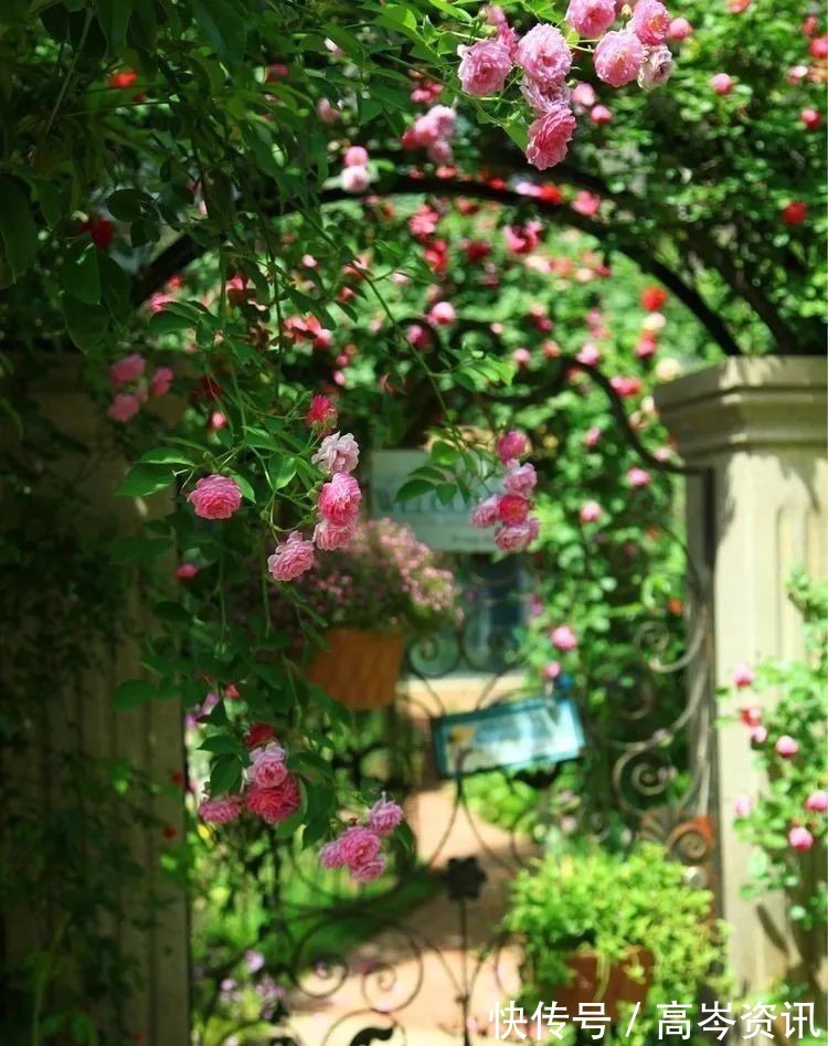 小区|坐拥270㎡大院子,她如何用五年时间,打造成了全小区最美的花园