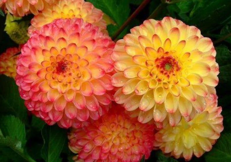 最适合新手养的4种花,沾土就能活,开花量大,花开枝繁叶茂