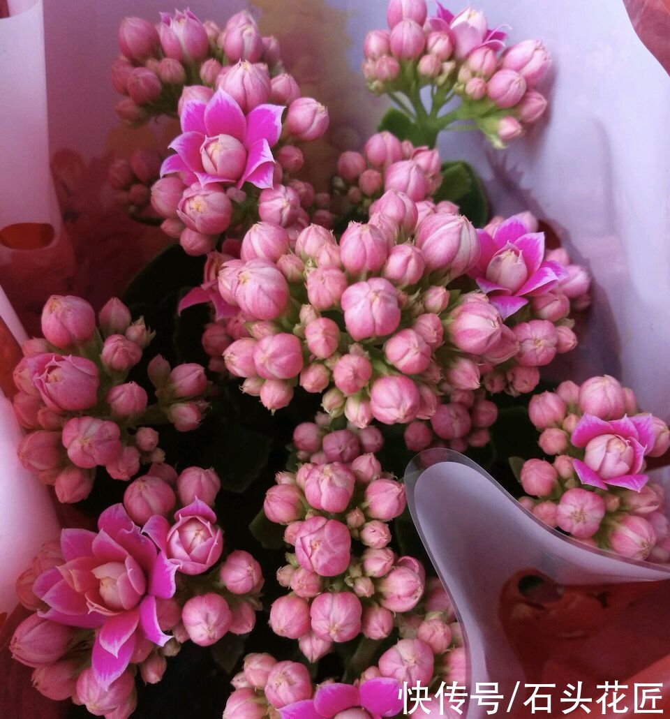 3月养蟹爪兰、长寿花，用对肥料、放对位置，新叶新枝能“翻倍”