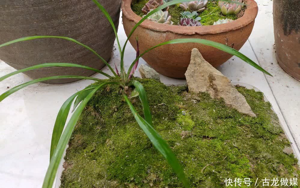 破了的菜坛子,拿来养多肉,又酷又美个性十足