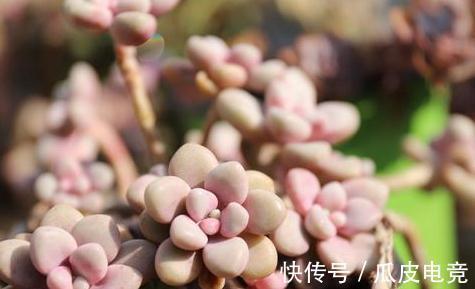 20种多肉推荐给大家,美图美肉,那种多肉你最喜欢