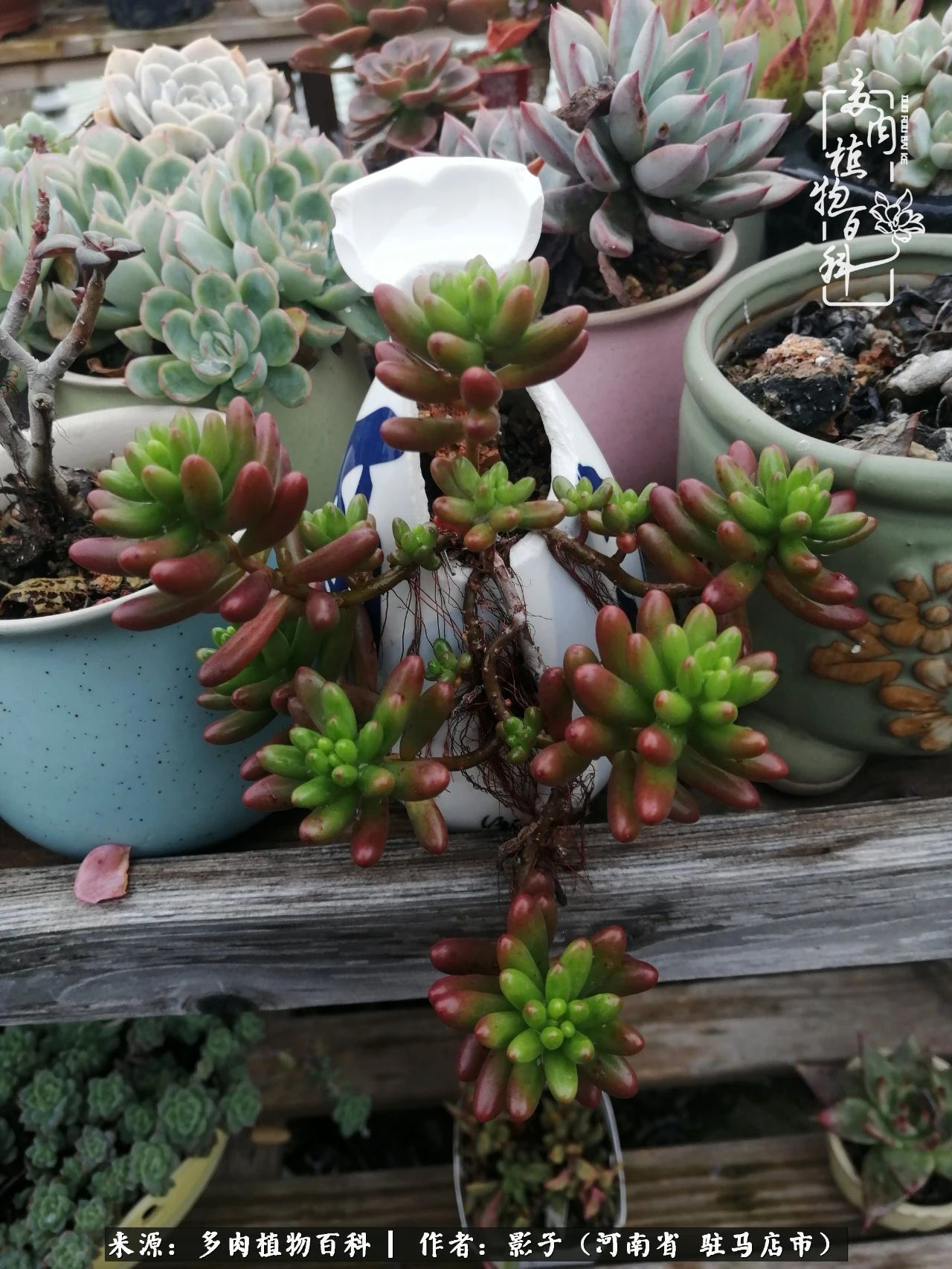 阳台上|被风雨洗礼的多肉越来越漂亮了,忍不住又往坑里跳!