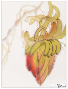 教程@图文教程——芭蕉画法