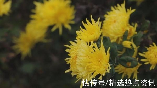 活力|关岭：花卉产与康养“联姻”激发新活力