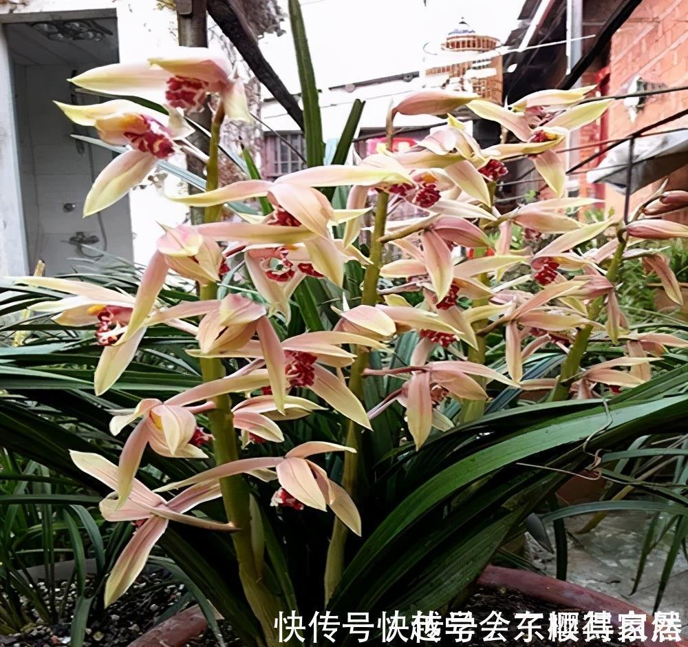 家里养了3种花,一盆接着一盆买,根本控制不住,是你吗?