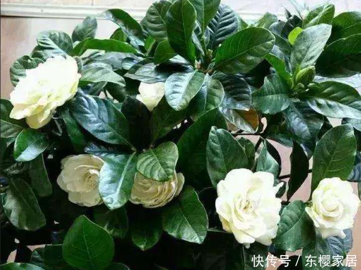 叶子|栀子花、发财树容易黄叶子,一月一次“醋酸水”,叶绿根壮长势旺