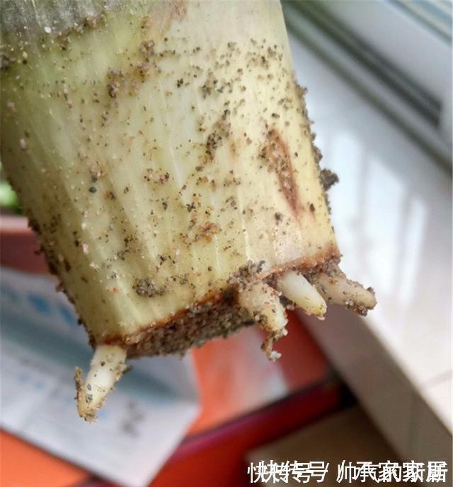 养护|李大姐养君子兰,开春切一刀,养60天,冒出9个芽,要爆盆了