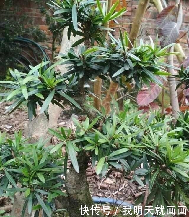 罗汉松树苗|大爷把罗汉松盆景弯一弯，价格翻几番！