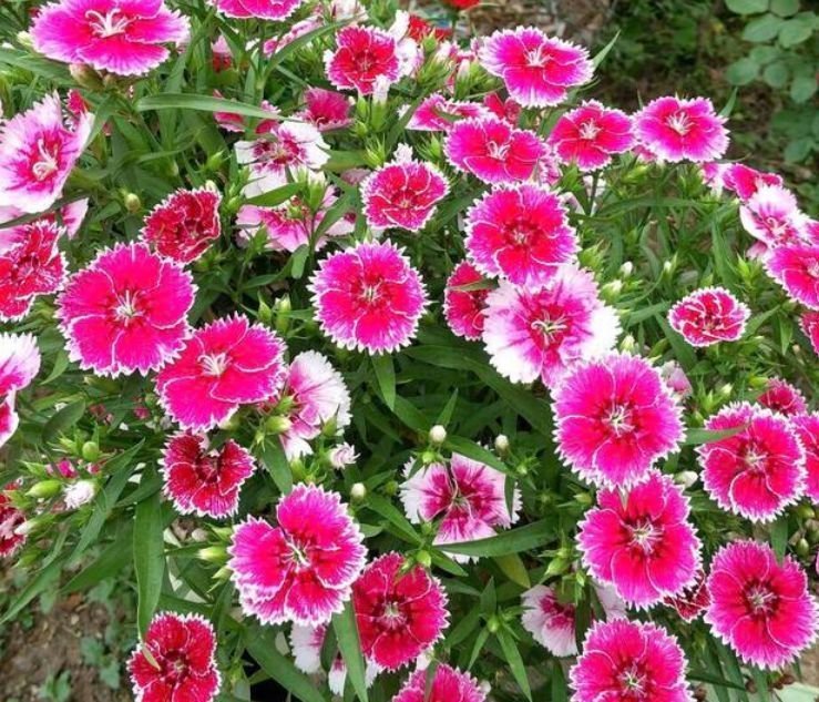 4种花养在家里,比牡丹好看,比吊兰好养,你养了吗