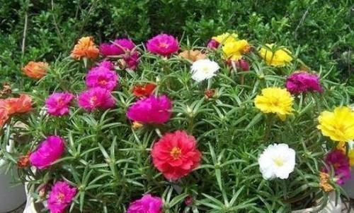 5种漂亮花,阳台养一盆,四季有花赏,新手也会养!