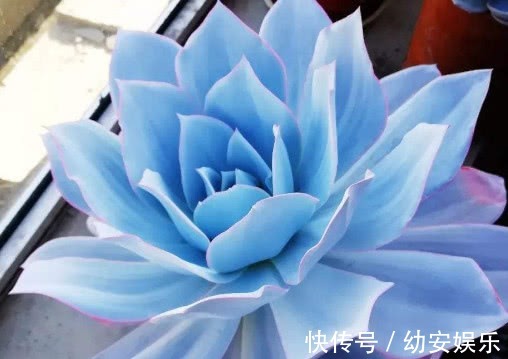 多肉广寒宫怎么养更漂亮,教你3个小妙招,养出绝美的广寒宫