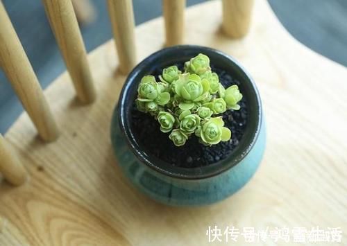 12款多肉天生就爱凑热闹,爆盆群生是强项,花友:养起来真过瘾