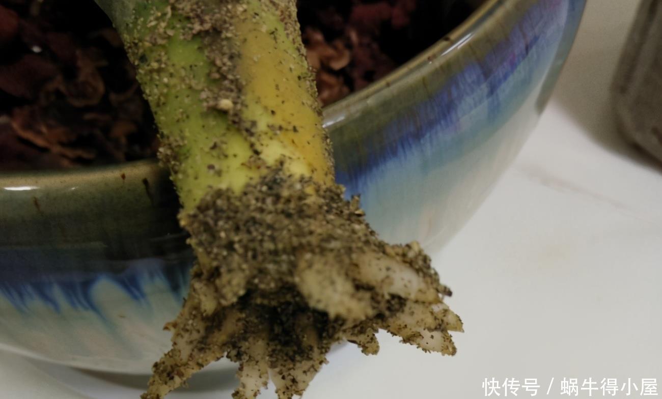养花小窍门:喂点这2样“营养品”,植物个个根壮叶绿