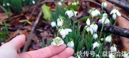 调味料|厨房里的1种调味料,用来养花,花苞呼呼长,养一盆旺一盆!