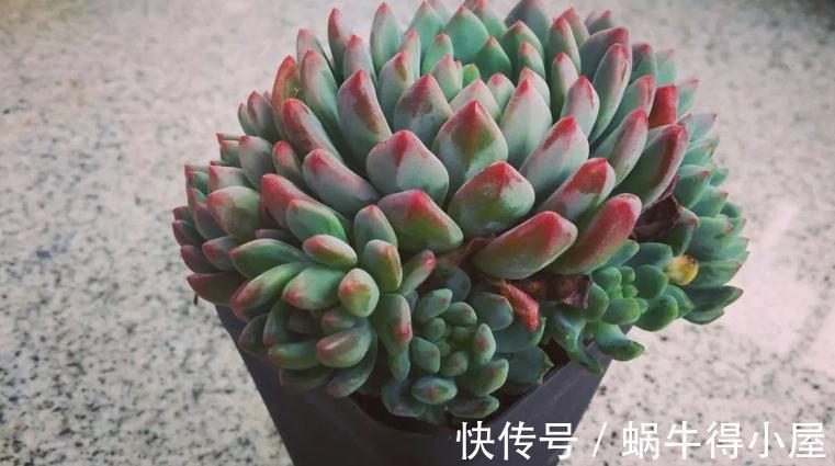光照|哪些因素会影响到多肉蓝苹果出状态?此3点,不容忽视!