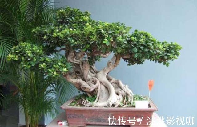 观赏价值|2种“镇宅树”，猪年养一盆，财运旺旺旺，观赏价值高！