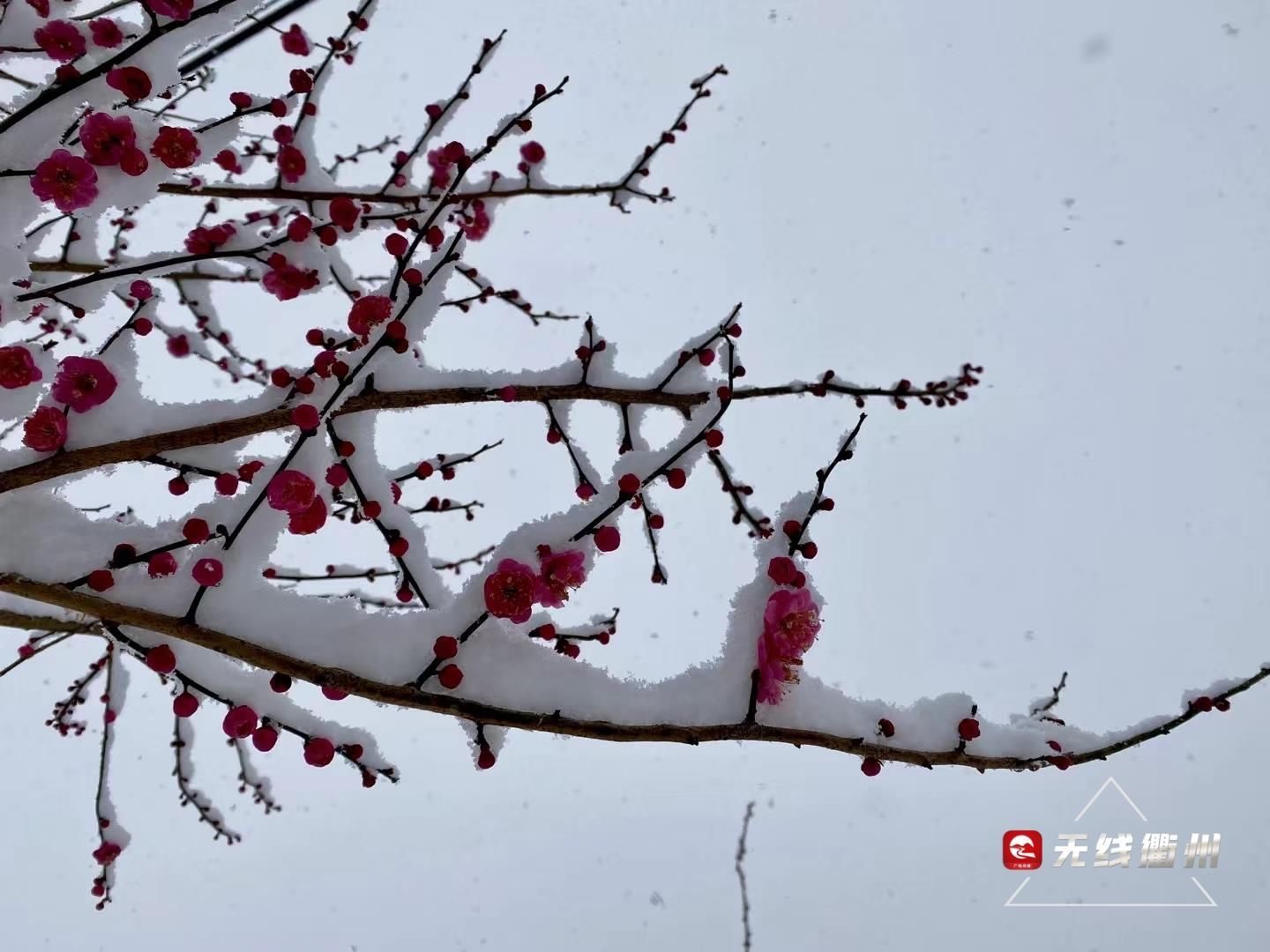 七里乡|“雪景+梅景”，到柯城七里寻香去~