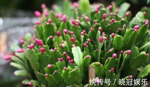 想让蟹爪兰夏季也开花,做好这两点,让花爆盆不是多大的事