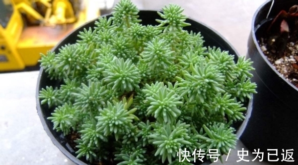 薄雪万年草|做到这4方面,养多肉薄雪万年草,轻松培育成“爆盆”状态