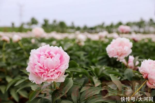 花海|实时“云赏花”！洛龙芍药花海向市民游客免费开放