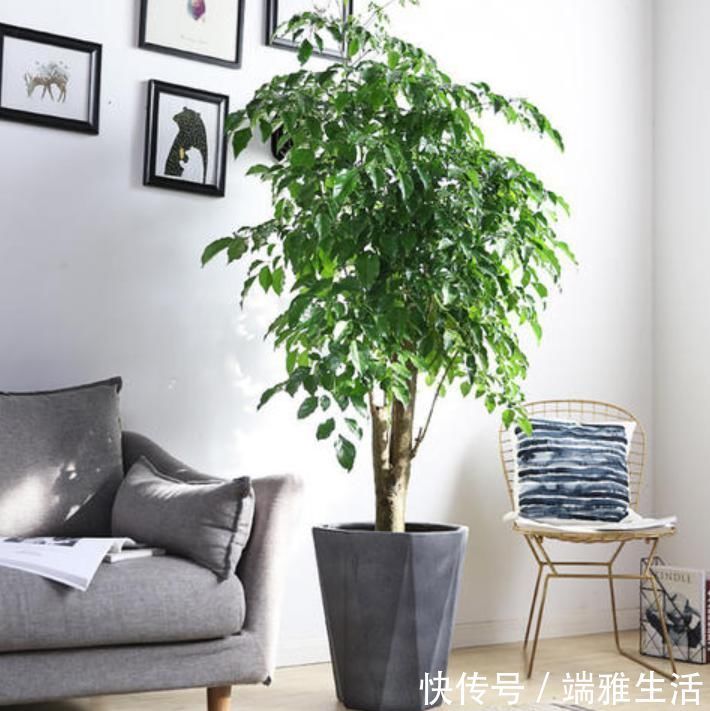 幸福树、绿宝树、鸭脚木有什么区别？养护时出现问题，怎么解决？