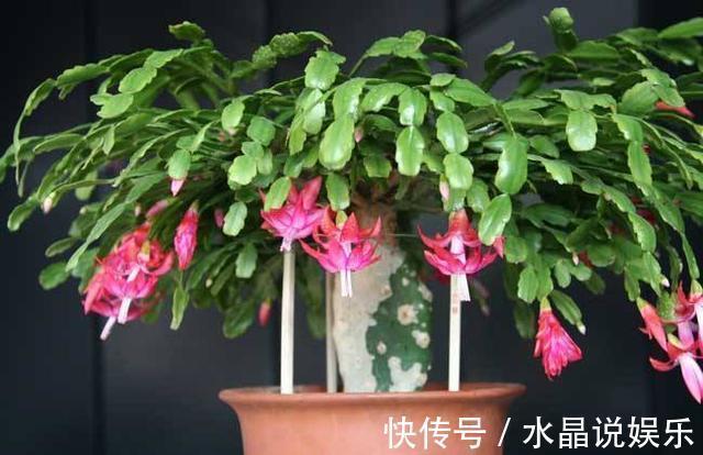 花生壳|立秋过了养花忙,蟹爪兰都睡醒了,盆里来点营养素新枝冒出来