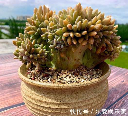 叶落叶|夏天养多肉,掉叶落叶太急人,做好“几点”,依旧水润肥嘟嘟