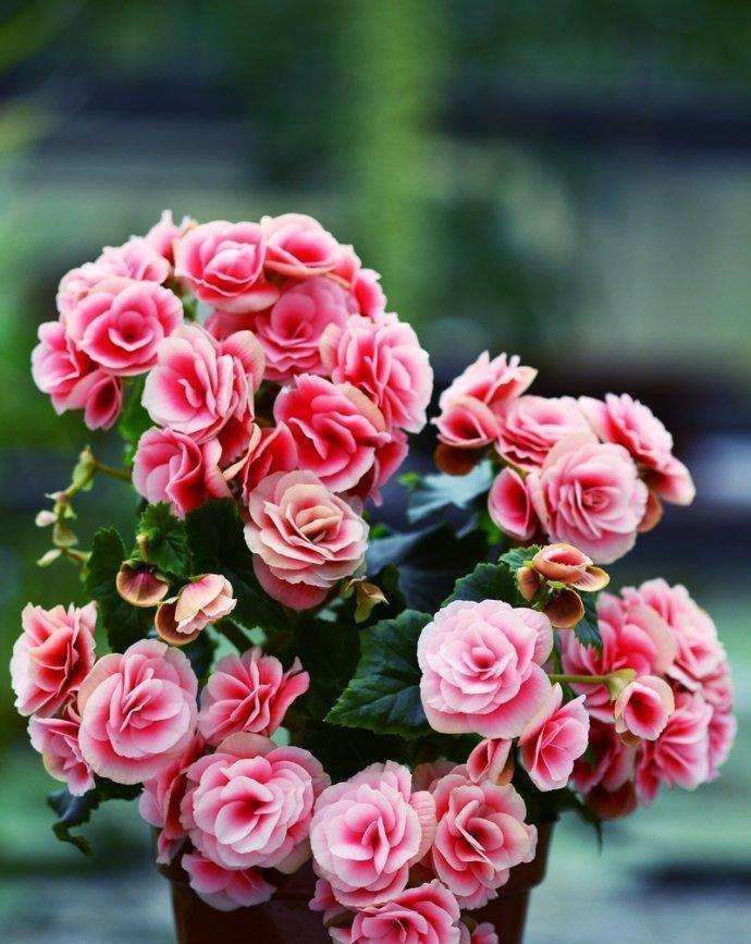 几种叶子怕水的植物,喷水就养不活,不信试试